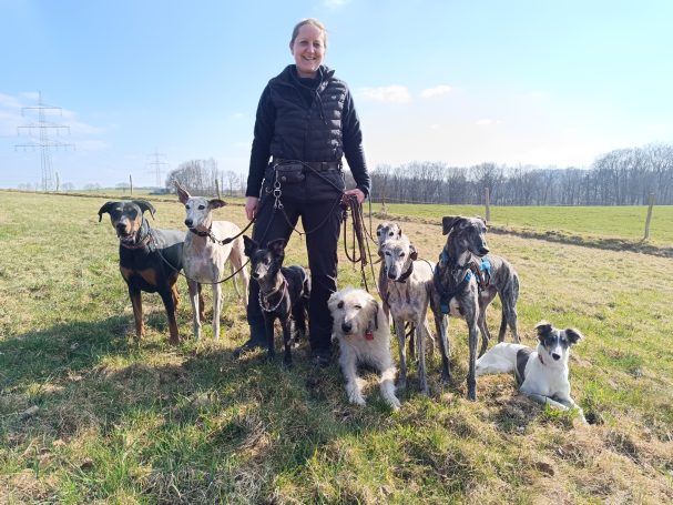Dogwalk in Hückeswagen mit Silken Windsprite und Galgo espanol.