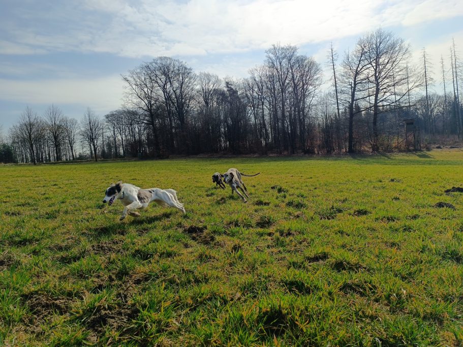 Silken Windsprite im Sprit mit Galgo espanol.