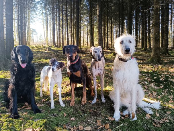Silken Windsprite, Flatcoatetd Retriever, Irish Wolfhound im Wald